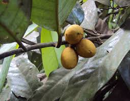 Bitter Nutmeg(Myristica dactyloides Gaertn.)